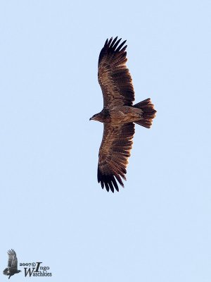 Immature pale morph Tawny Eagle