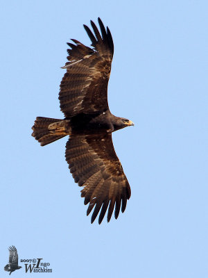 Subadult or adult dark morph Tawny Eagle