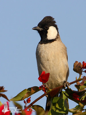 White-eared Bulbul