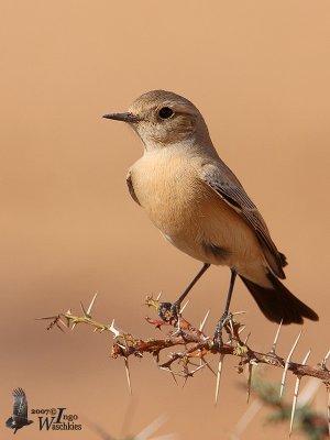 Female Desert Wheatear