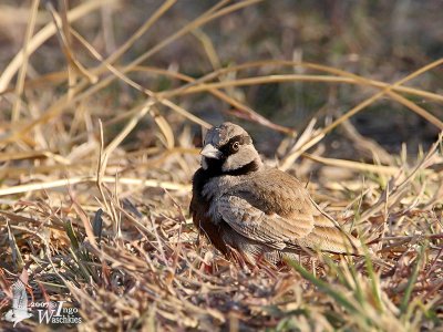 Male Ashy-crowned Sparrow-Lark