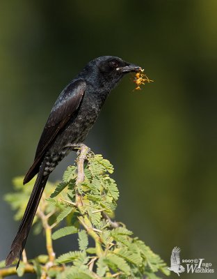 Immature Black Drongo