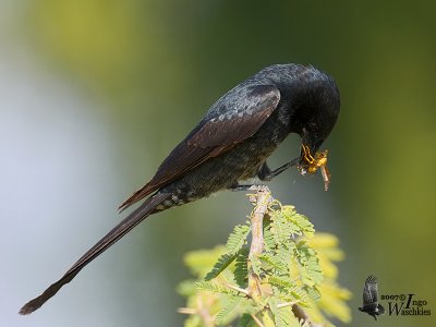 Immature Black Drongo