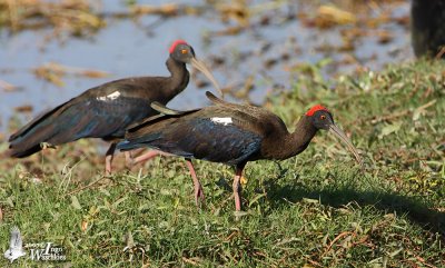 Adult Red-naped Ibis