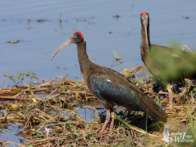 Adult Red-naped Ibis