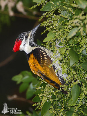 Female Lesser Goldenback