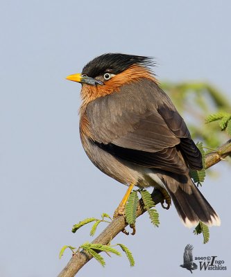 Adult Brahminy Starling