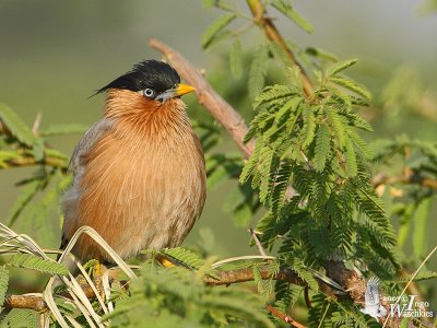 Adult Brahminy Starling