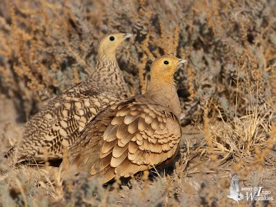 Pair of Chestnut-bellied Sandgrouse (ssp. hindustan)