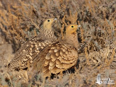 Pair of Chestnut-bellied Sandgrouse (ssp. hindustan)
