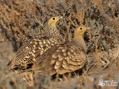 Pair of Chestnut-bellied Sandgrouse (ssp. hindustan)