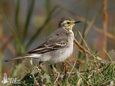 First winter Citrine Wagtail