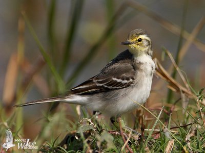 First winter Citrine Wagtail