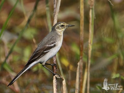 First winter Citrine Wagtail