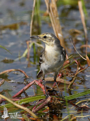 First winter Citrine Wagtail