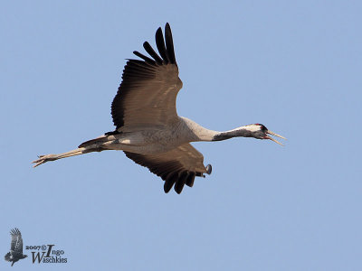 Adult Common Crane