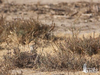 Asian Houbara hiding