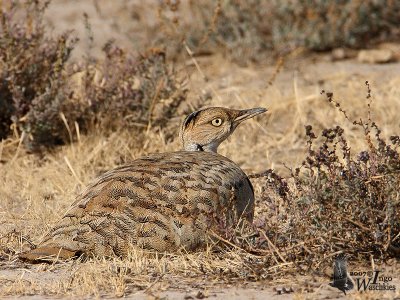 Asian Houbara