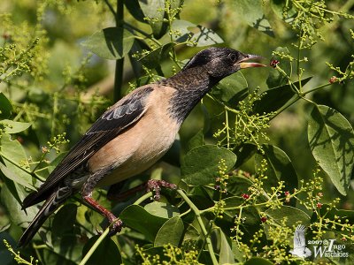 Adult Rosy Starling in non-breeding plumage
