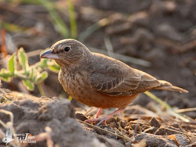 Rufous-tailed Lark