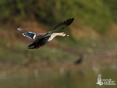 Adult Indian Spot-billed Duck (ssp. poecilorhyncha)