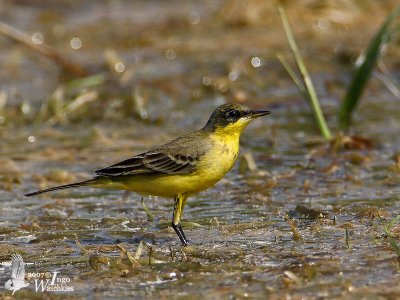 Eastern Yellow Wagtail (Motacilla tschutschensis)