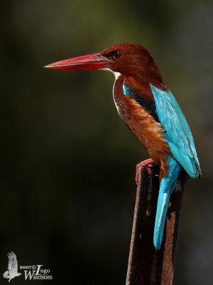 White-throated Kingfisher (Halcyon smyrnensis)