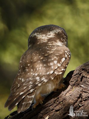 Adult Spotted Owlet