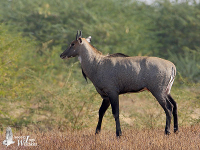 Male Nilgai
