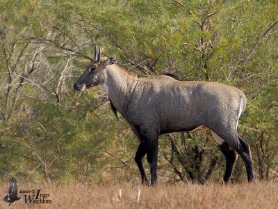 Male Nilgai