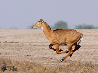 Female Nilgai