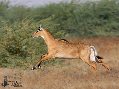Female Nilgai