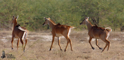 Female Nilgais