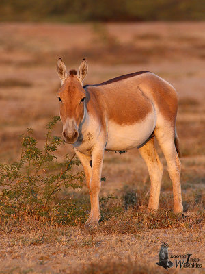 Asiatic Wild Ass (ssp. khur)
