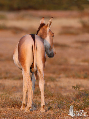 Asiatic Wild Ass (ssp. khur)