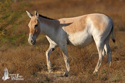Asiatic Wild Ass (ssp. khur)