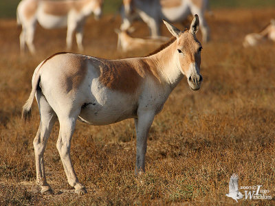 Asiatic Wild Ass (ssp. khur)