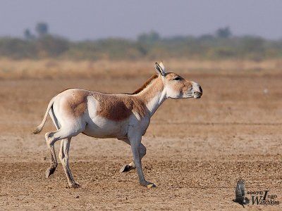 Asiatic Wild Ass (ssp. khur)