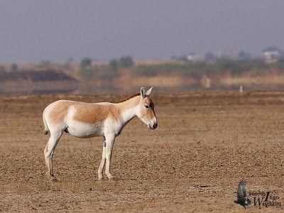 Asiatic Wild Ass (ssp. khur)