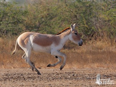 Asiatic Wild Ass (ssp. khur)