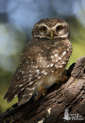 Adult Spotted Owlet