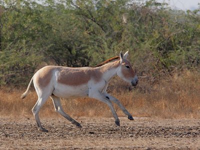 Asiatic Wild Ass (ssp. khur)