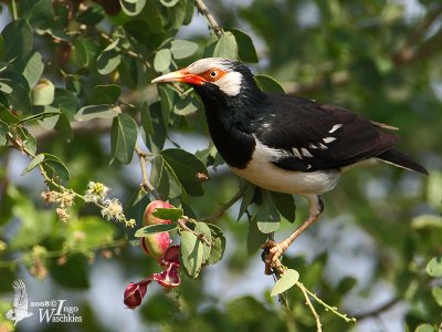 Asian Pied Starling