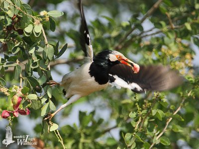 Asian Pied Starling