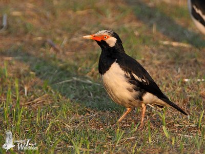 Asian Pied Starling