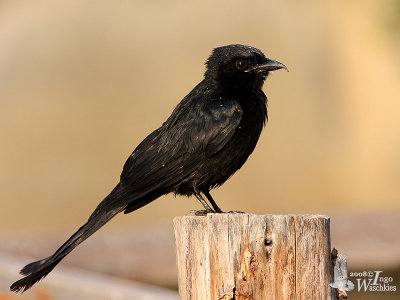 Black Drongo