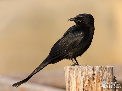 Black Drongo