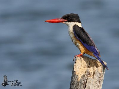 Adult Black-capped Kingfisher