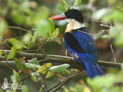 Adult Black-capped Kingfisher