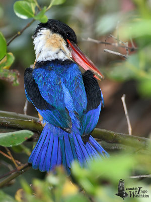 Adult Black-capped Kingfisher